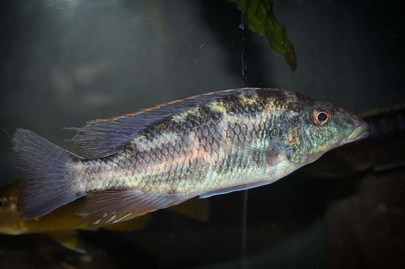 Nimbochromis linni